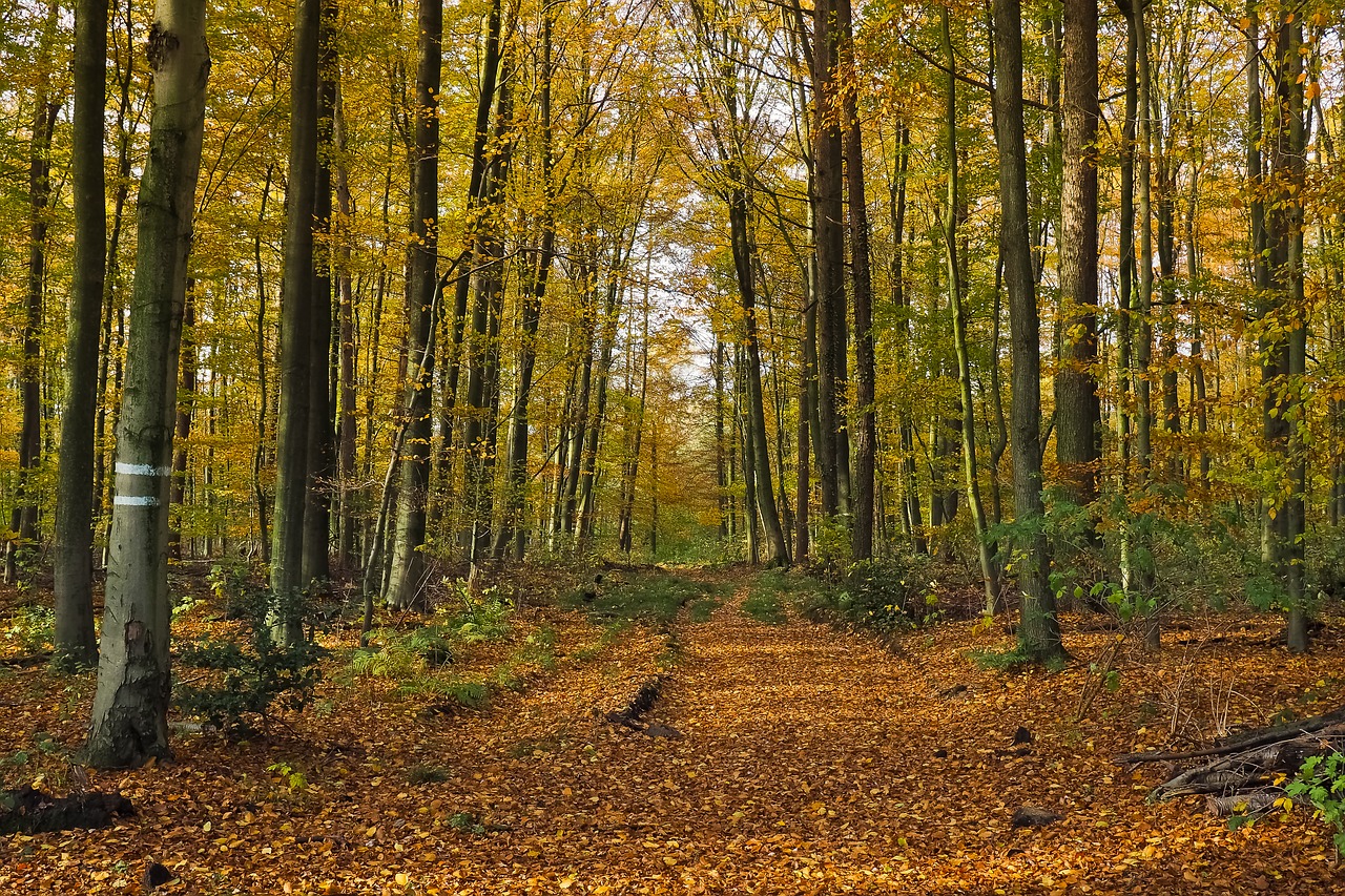 autumn nature trees free photo