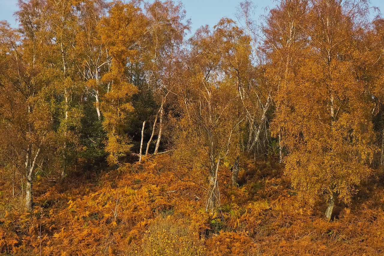 autumn nature trees free photo