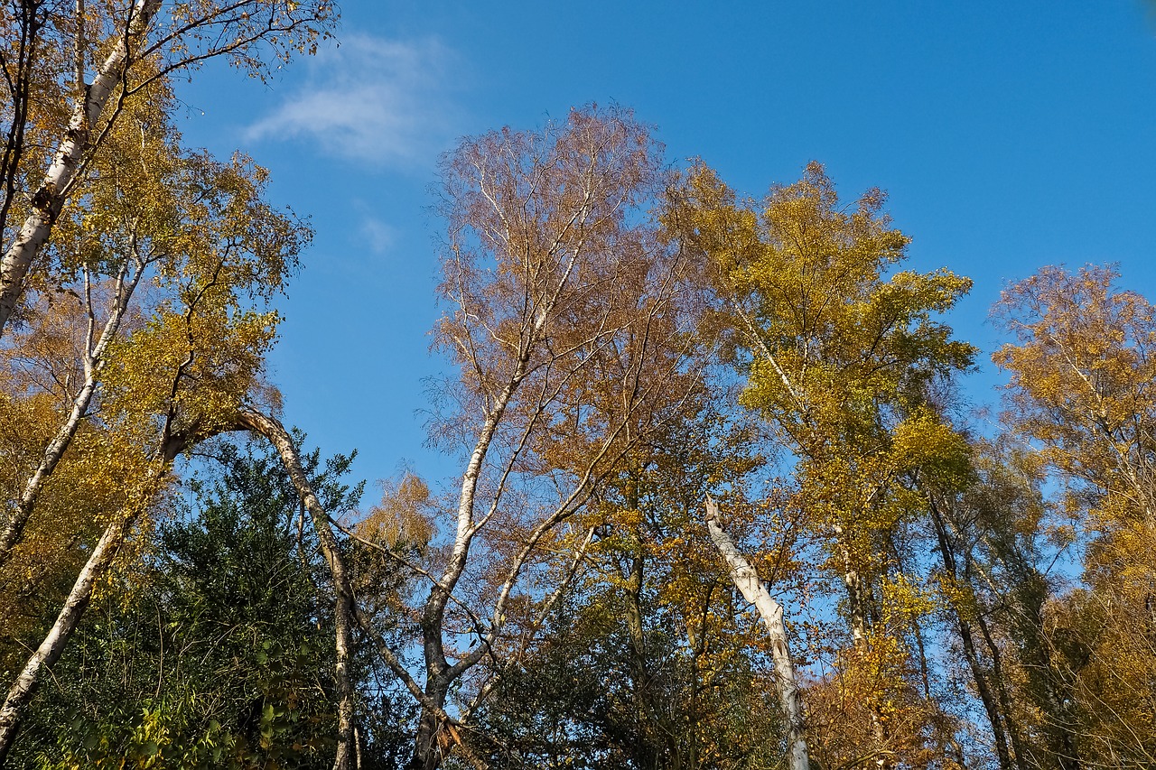 autumn nature trees free photo