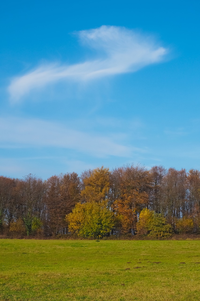 autumn nature trees free photo