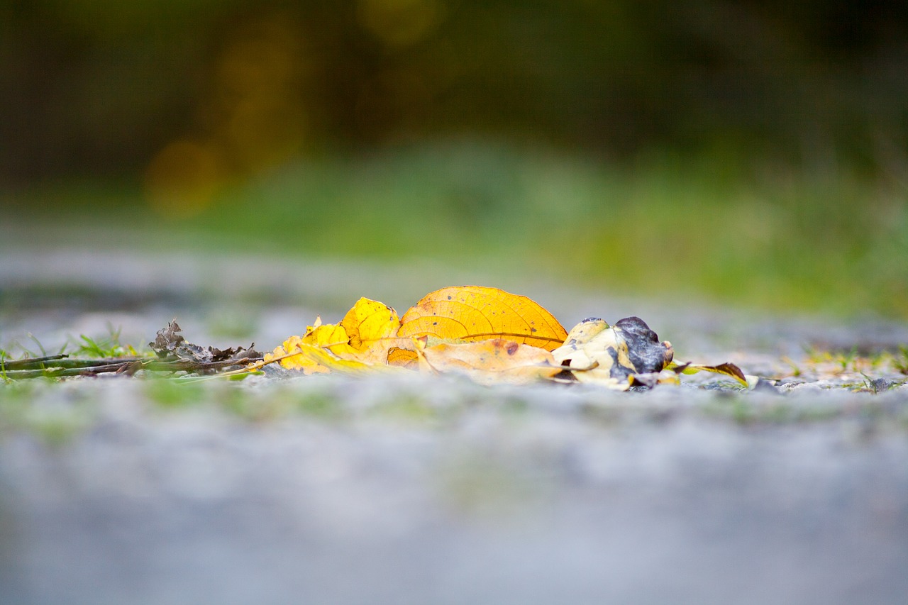 autumn leaves forest free photo