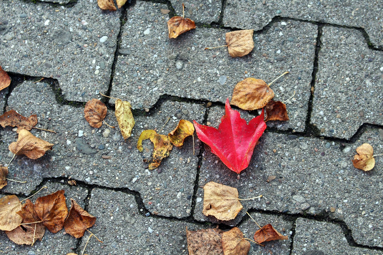 autumn leaves fall foliage free photo