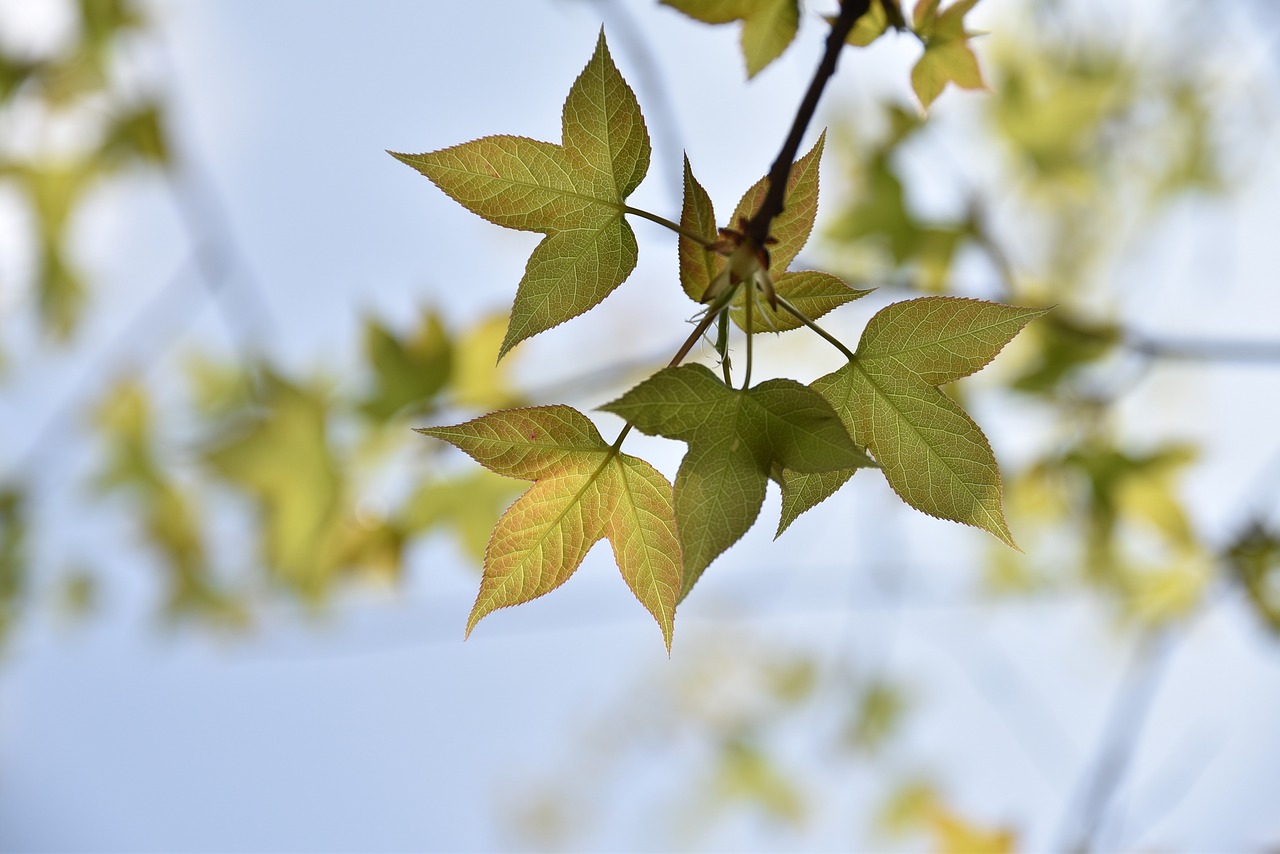 autumn building photography hobby free photo