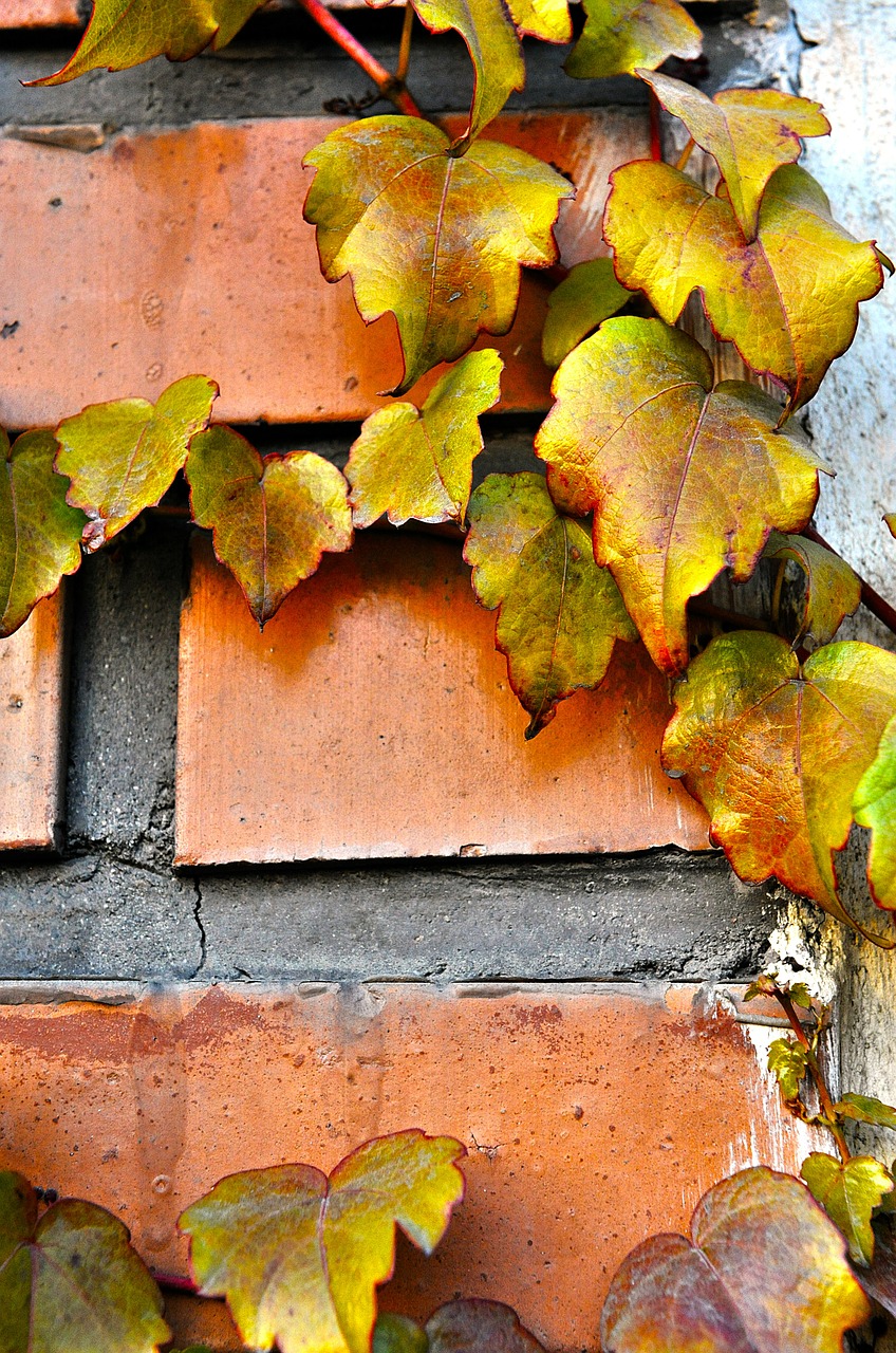 autumn fall hedera helix free photo