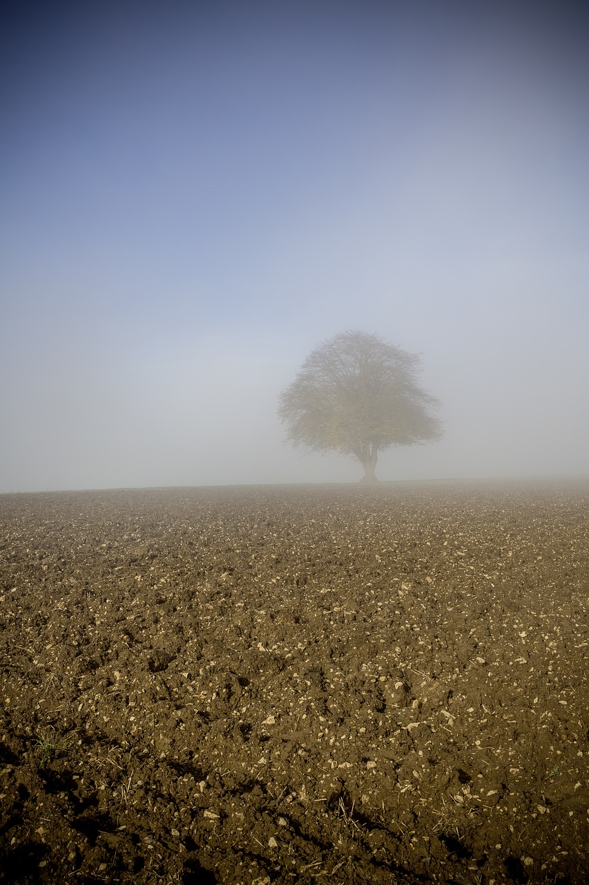 fog dew autumn free photo