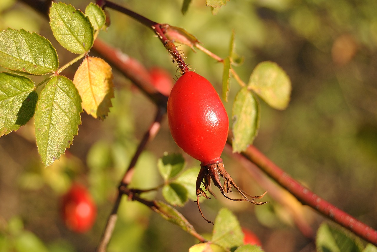 thornbush autumn fruit free photo