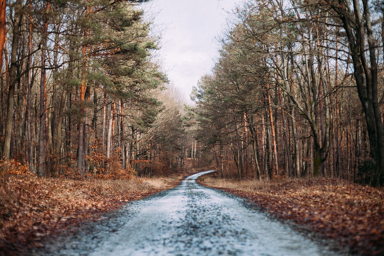 autumn fall forest free photo