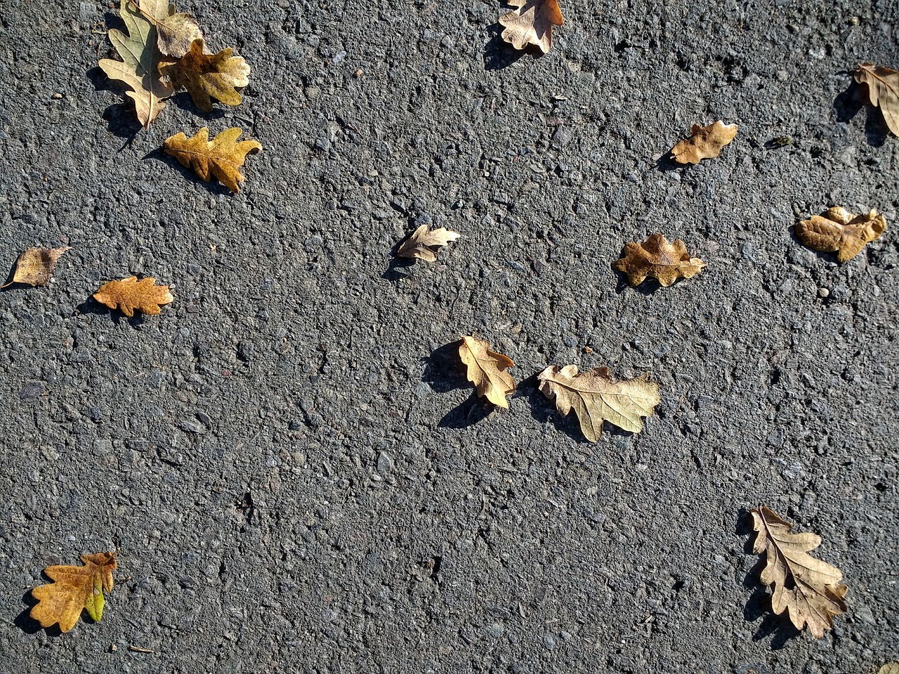 autumn leaves road free photo