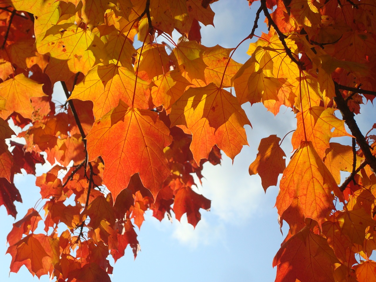 autumn leaves maple free photo