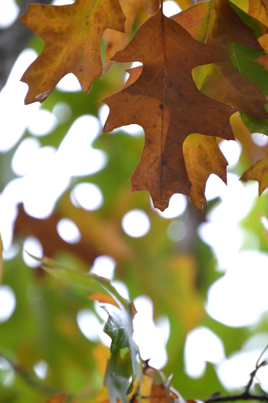 autumn leaves encino free photo