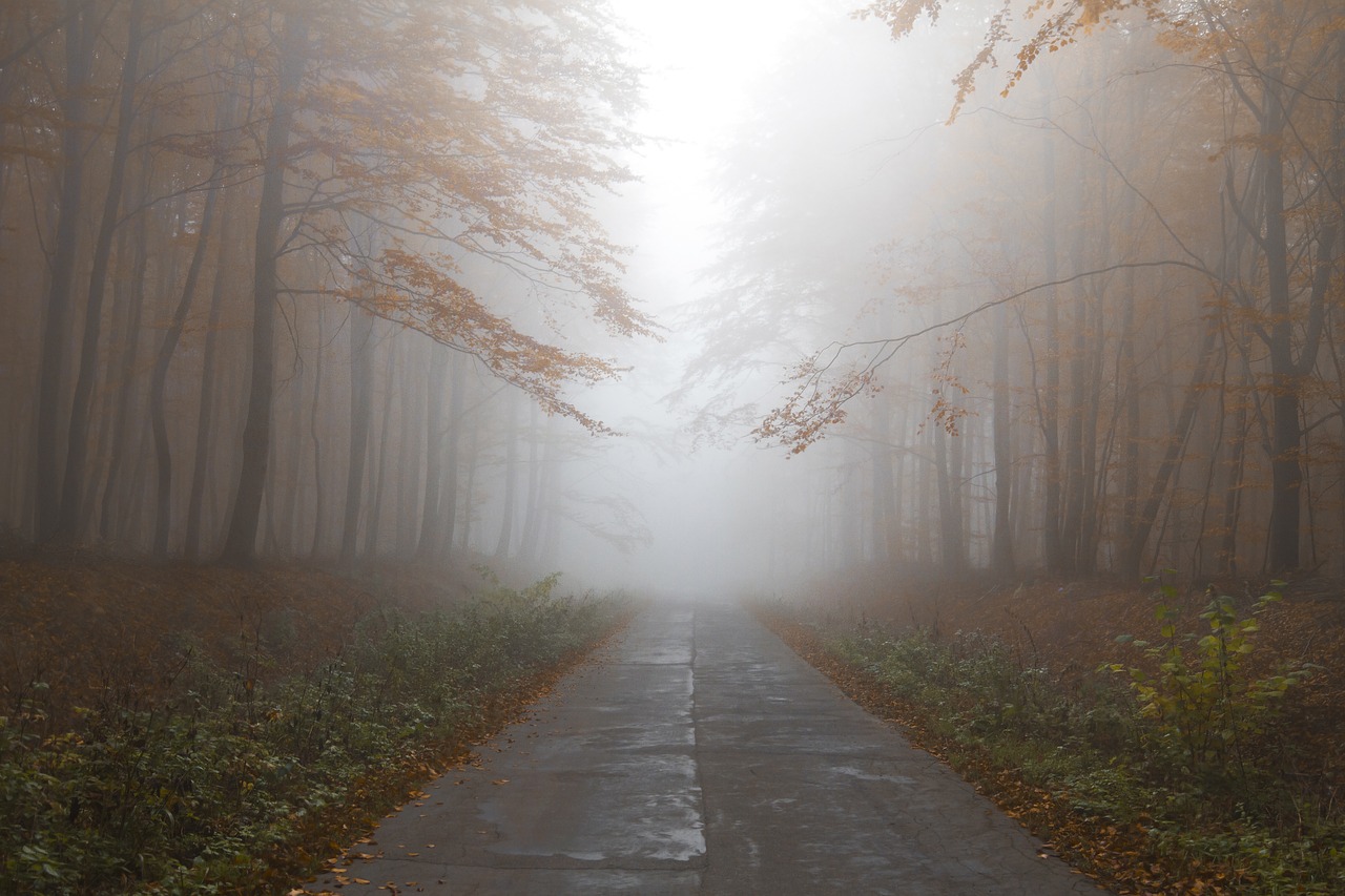 autumn forest mist free photo