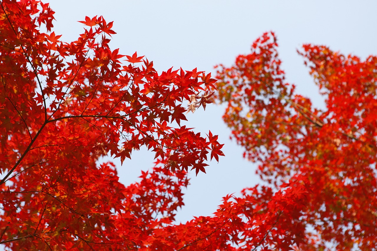 autumn autumn leaves fall free photo