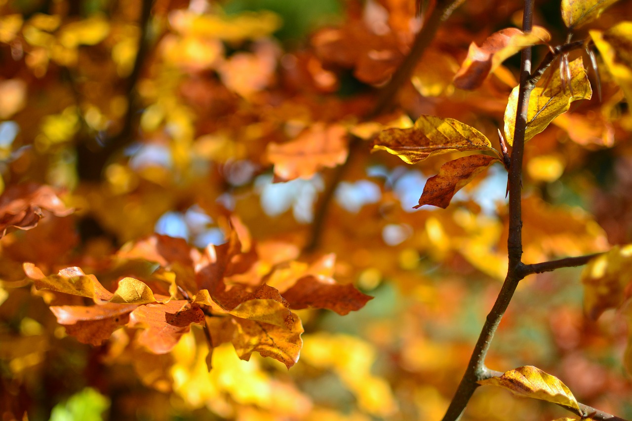 autumn fall foliage free photo