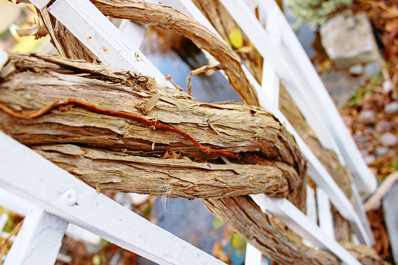 autumn branches fall free photo