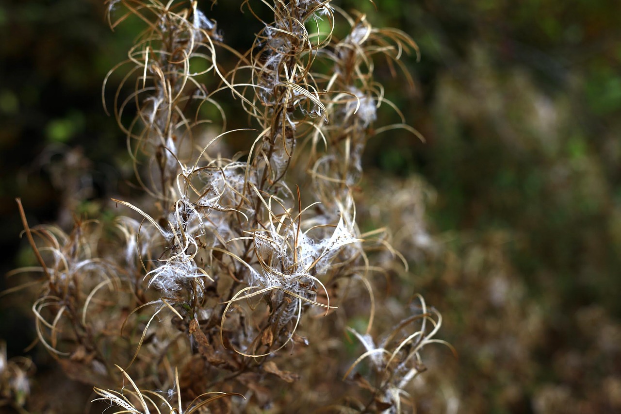 autumn plant seeds free photo