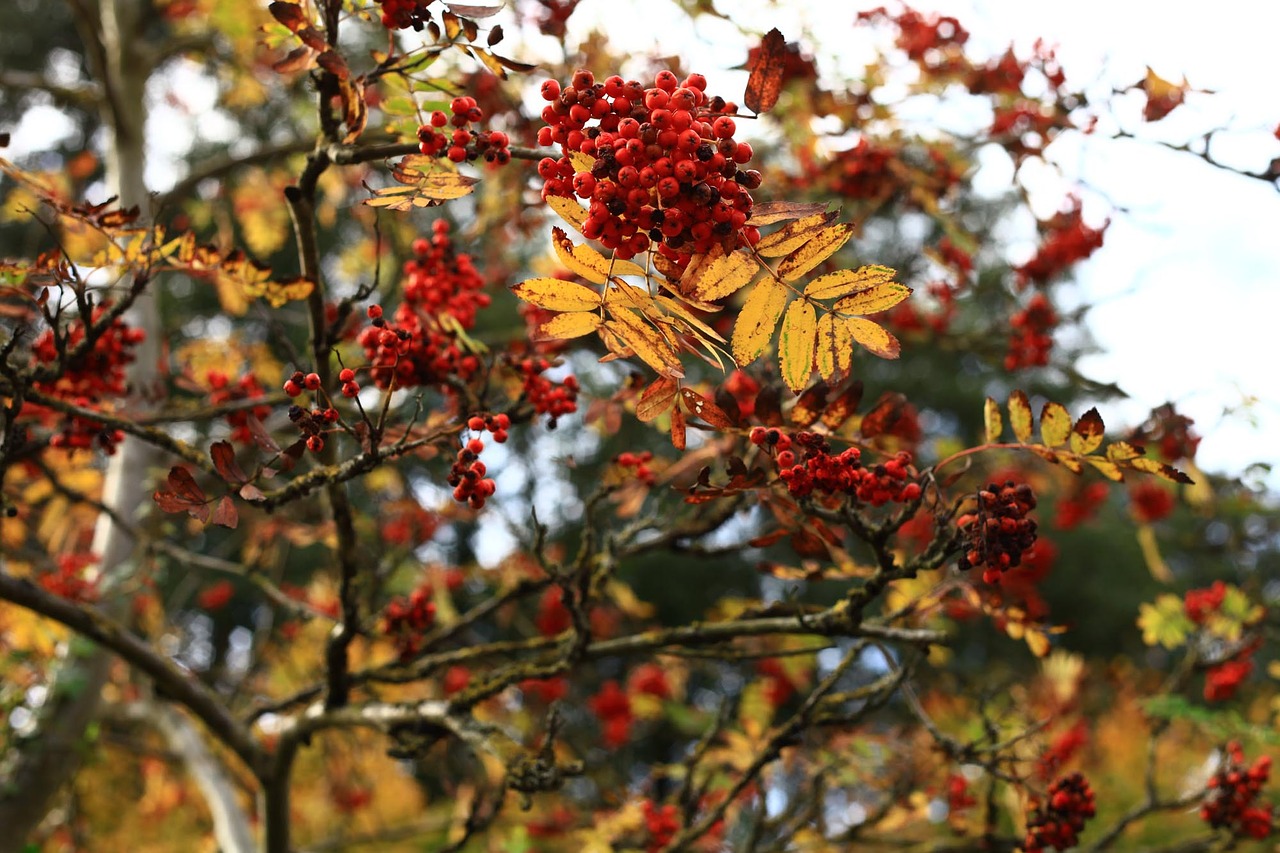 autumn foliage leaves free photo