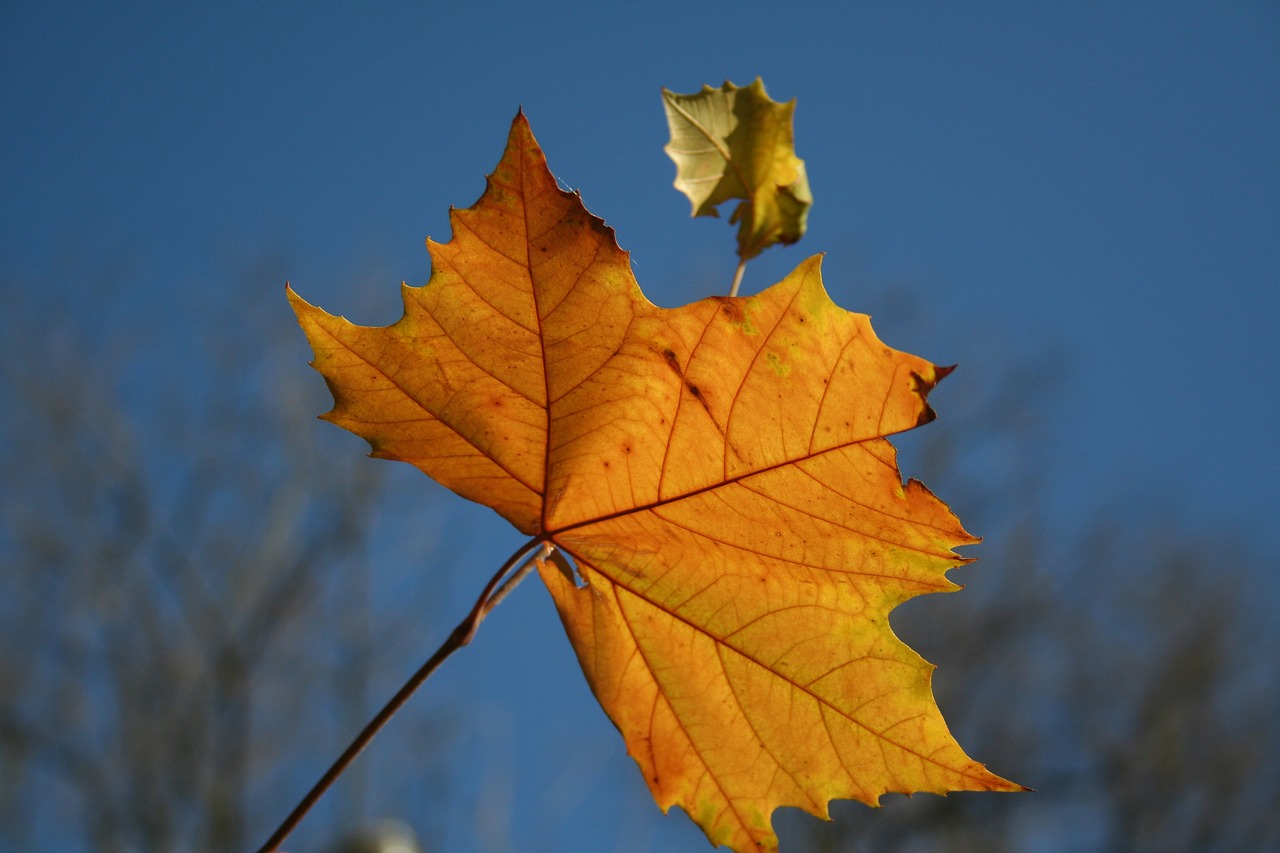 autumn yellow leaf free photo