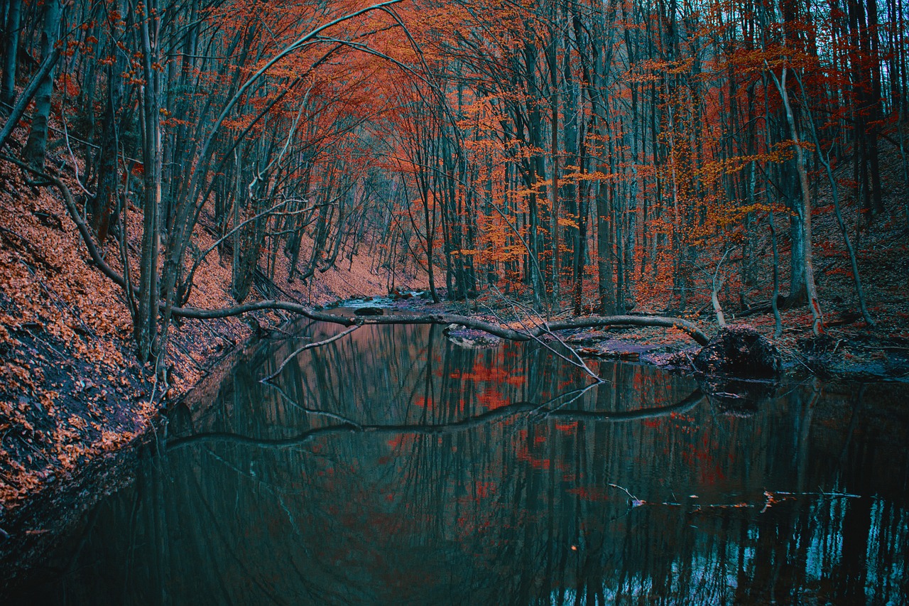 autumn forest nature free photo