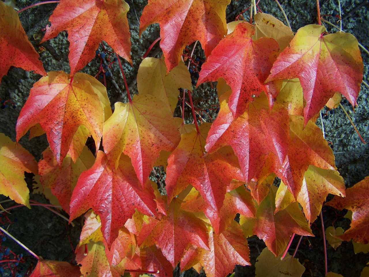 autumn virginia creeper leaves autumn colors free photo
