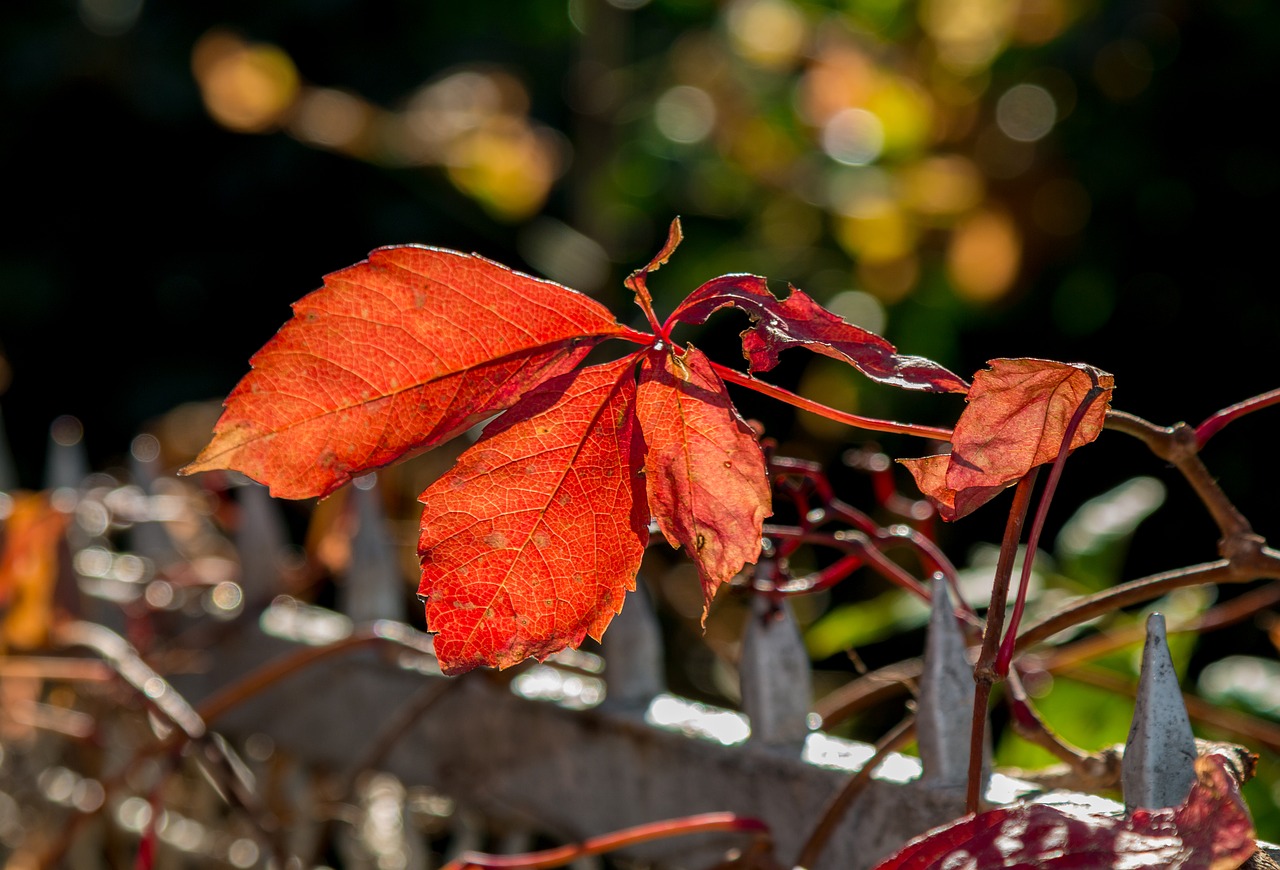 autumn red leaves free photo