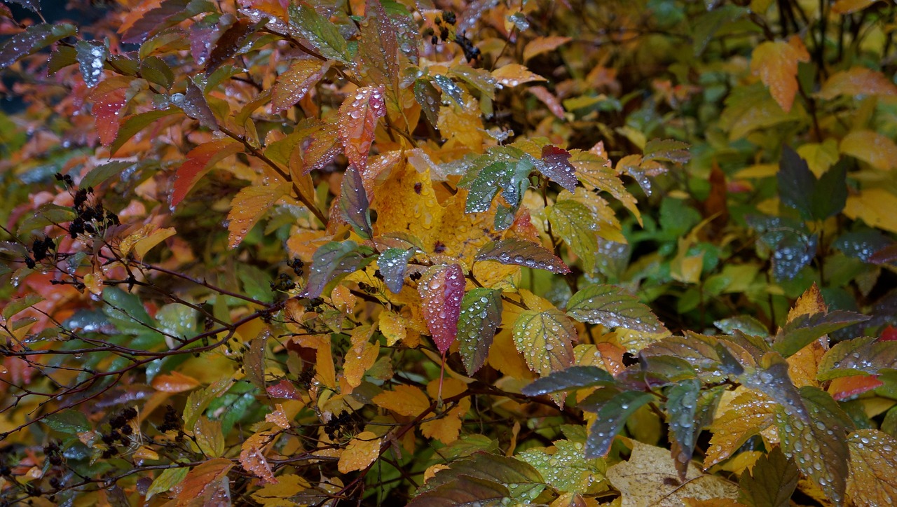 autumn fall colors colorful foliage free photo