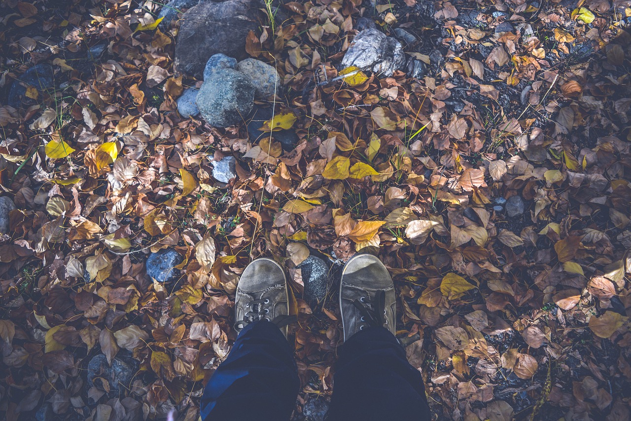 autumn autumn leaves dry leaves free photo