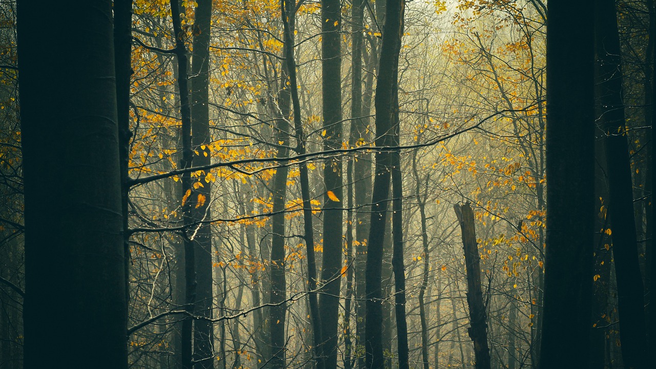 autumn nature tree free photo