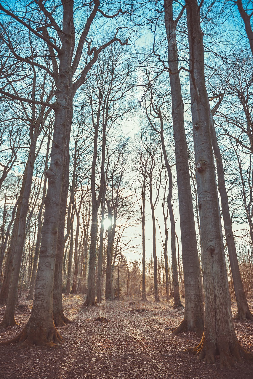 autumn autumn leaves forest free photo