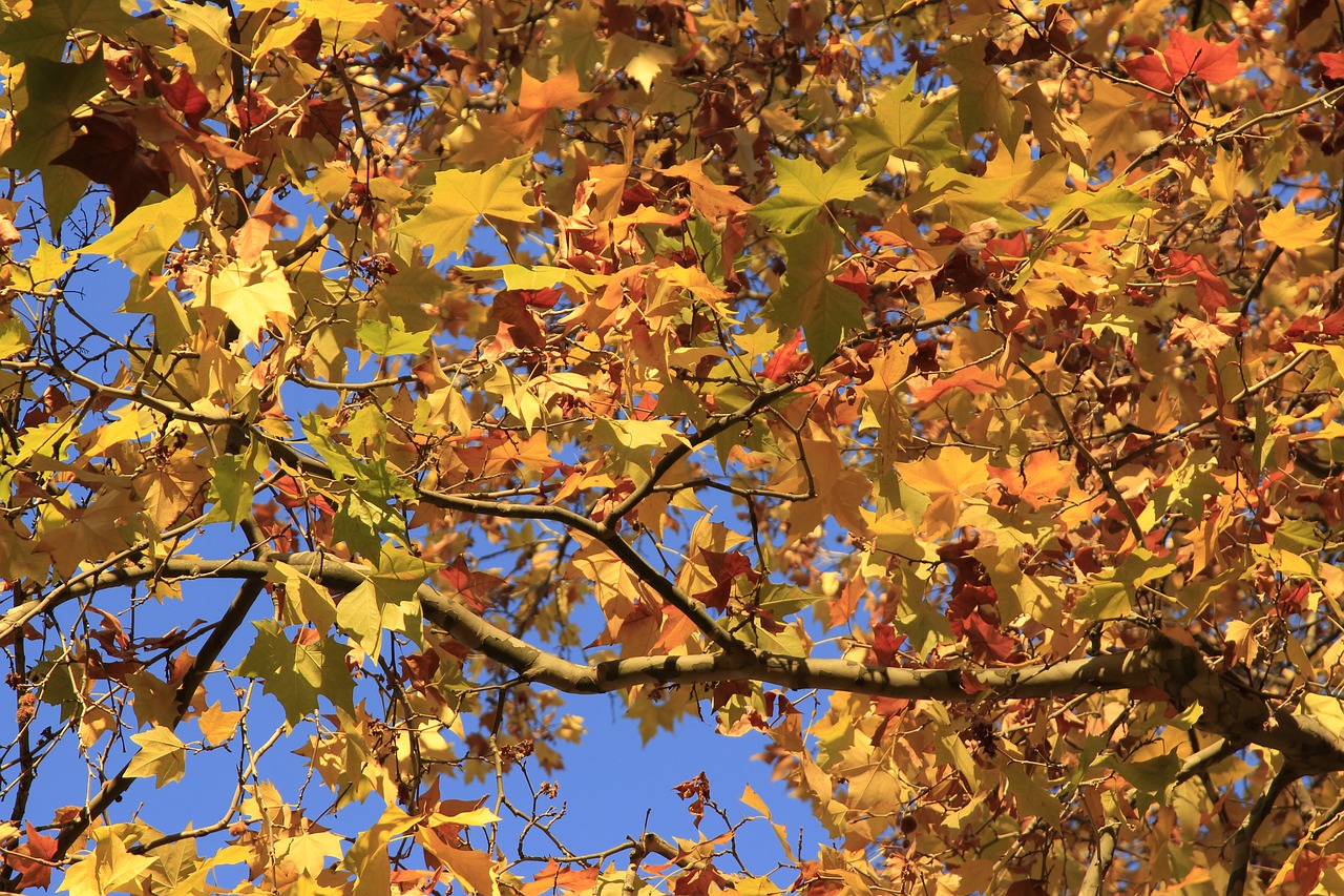 autumn leaves yellow free photo