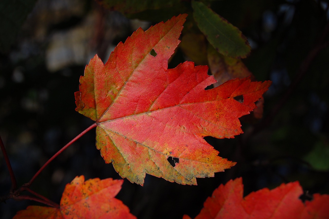 autumn blur bright free photo