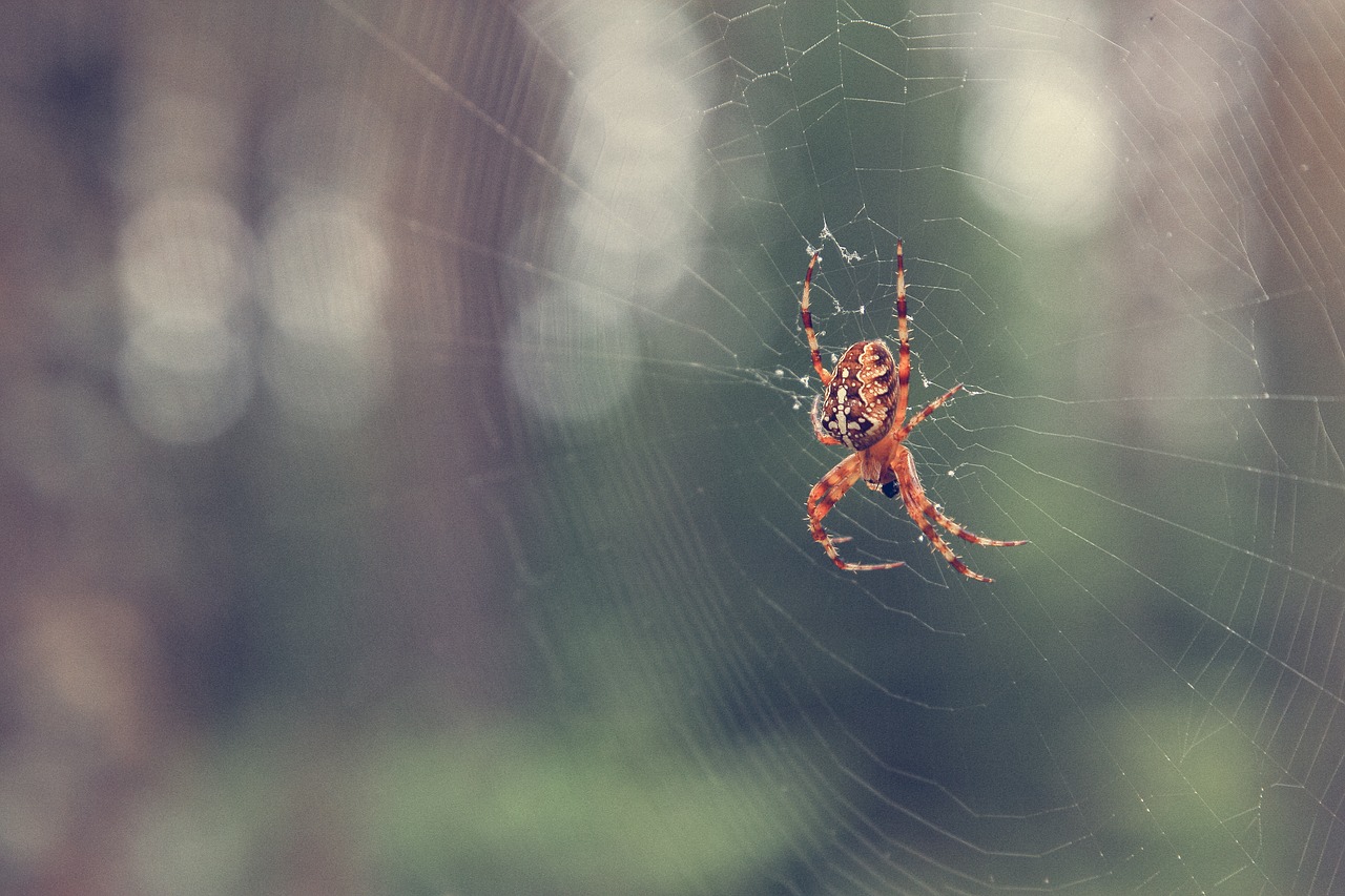 autumn forest spider free photo