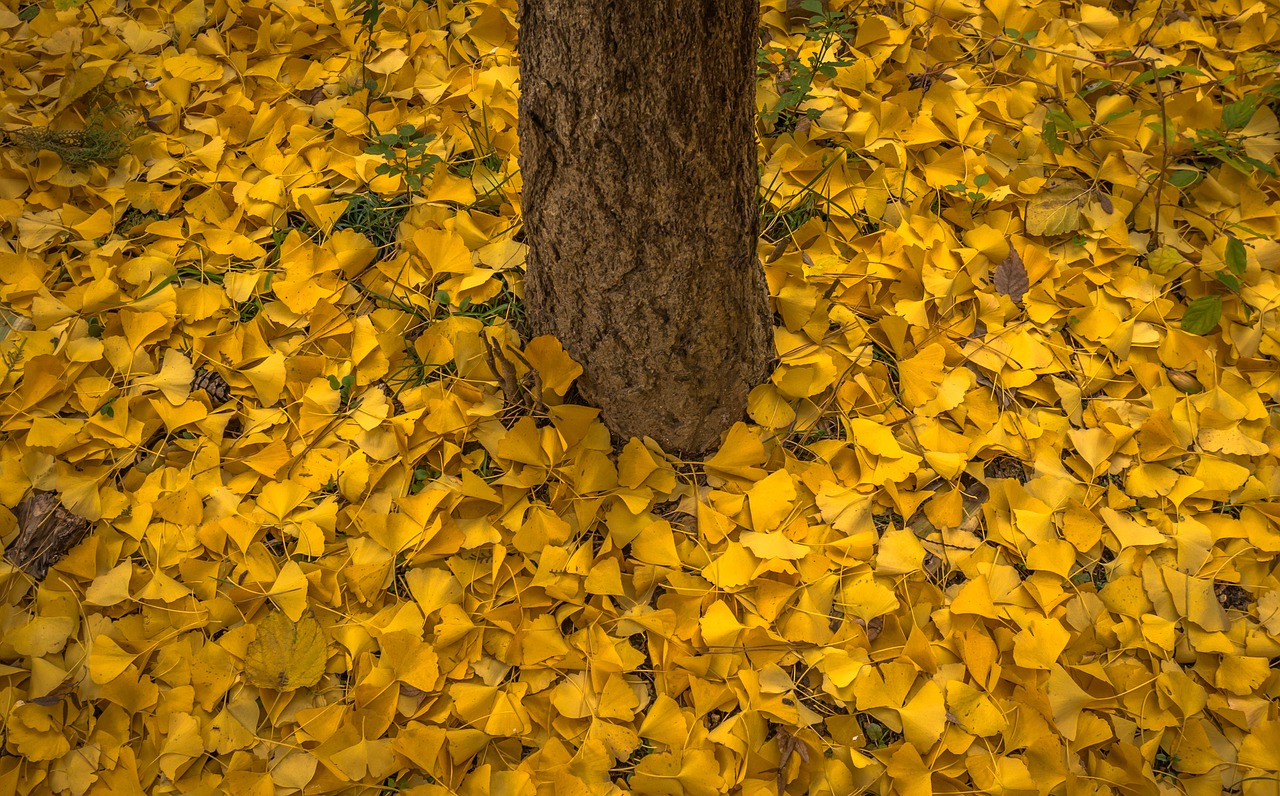 autumn leaves bank free photo