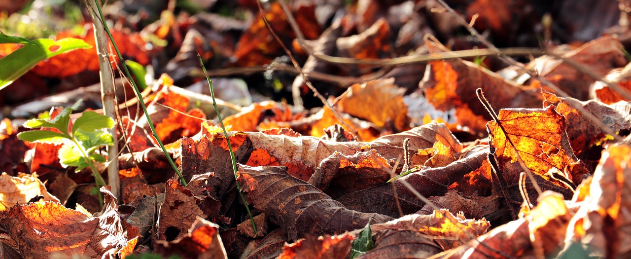 autumn leaves fall color free photo