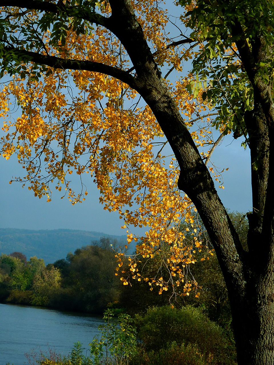 autumn autumn tree autumn trees free photo