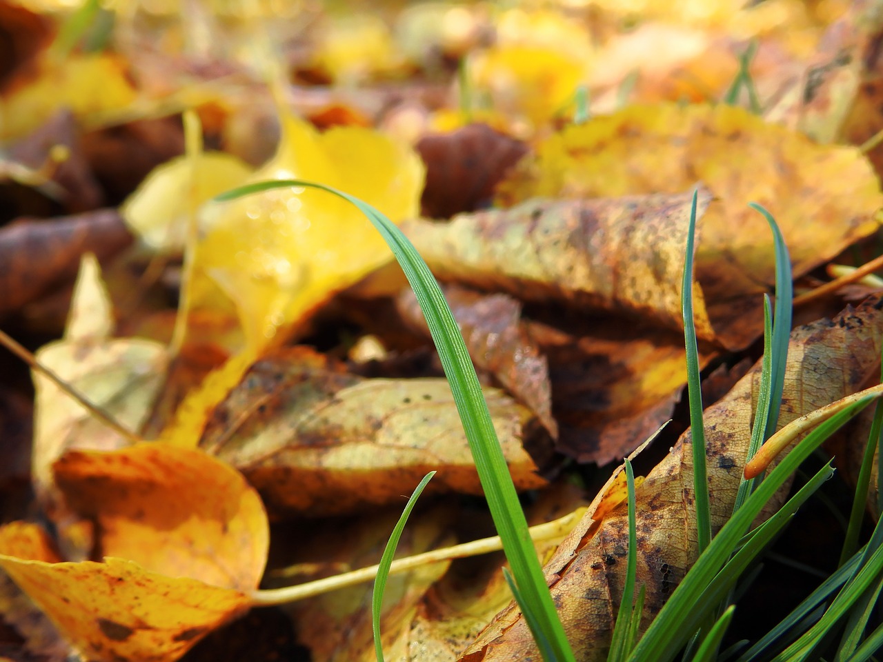autumn leaves wet free photo