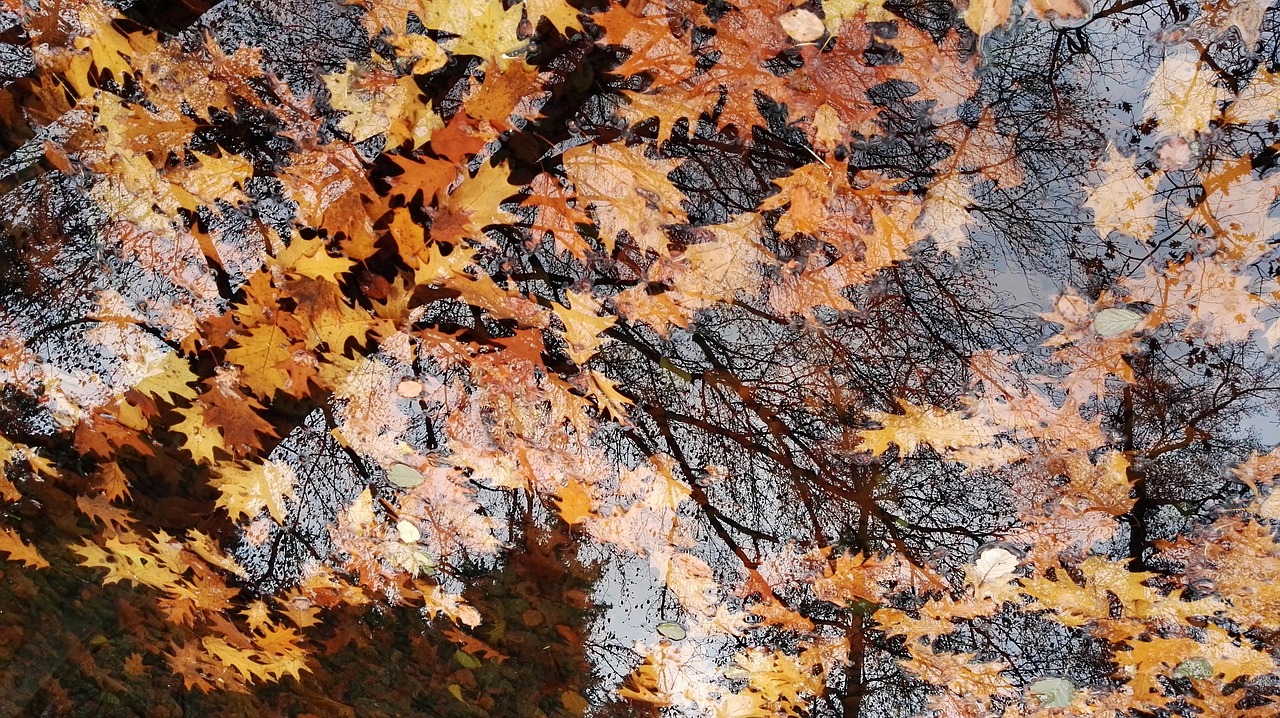 autumn leaves indian summer free photo