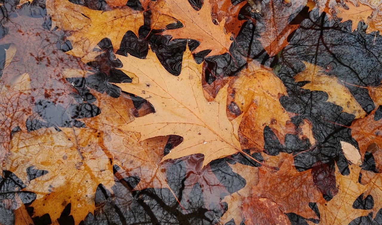 autumn leaves indian summer free photo