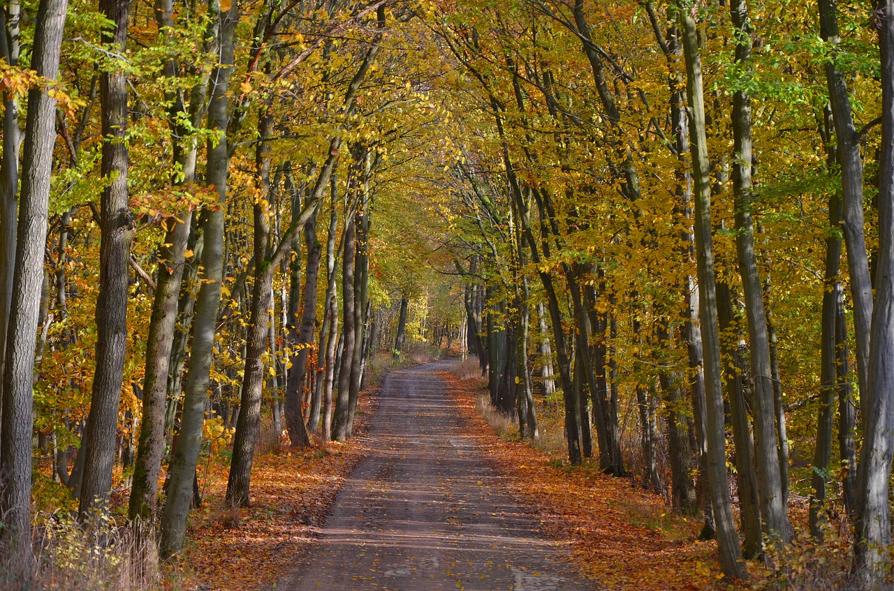 autumn forest hiking free photo