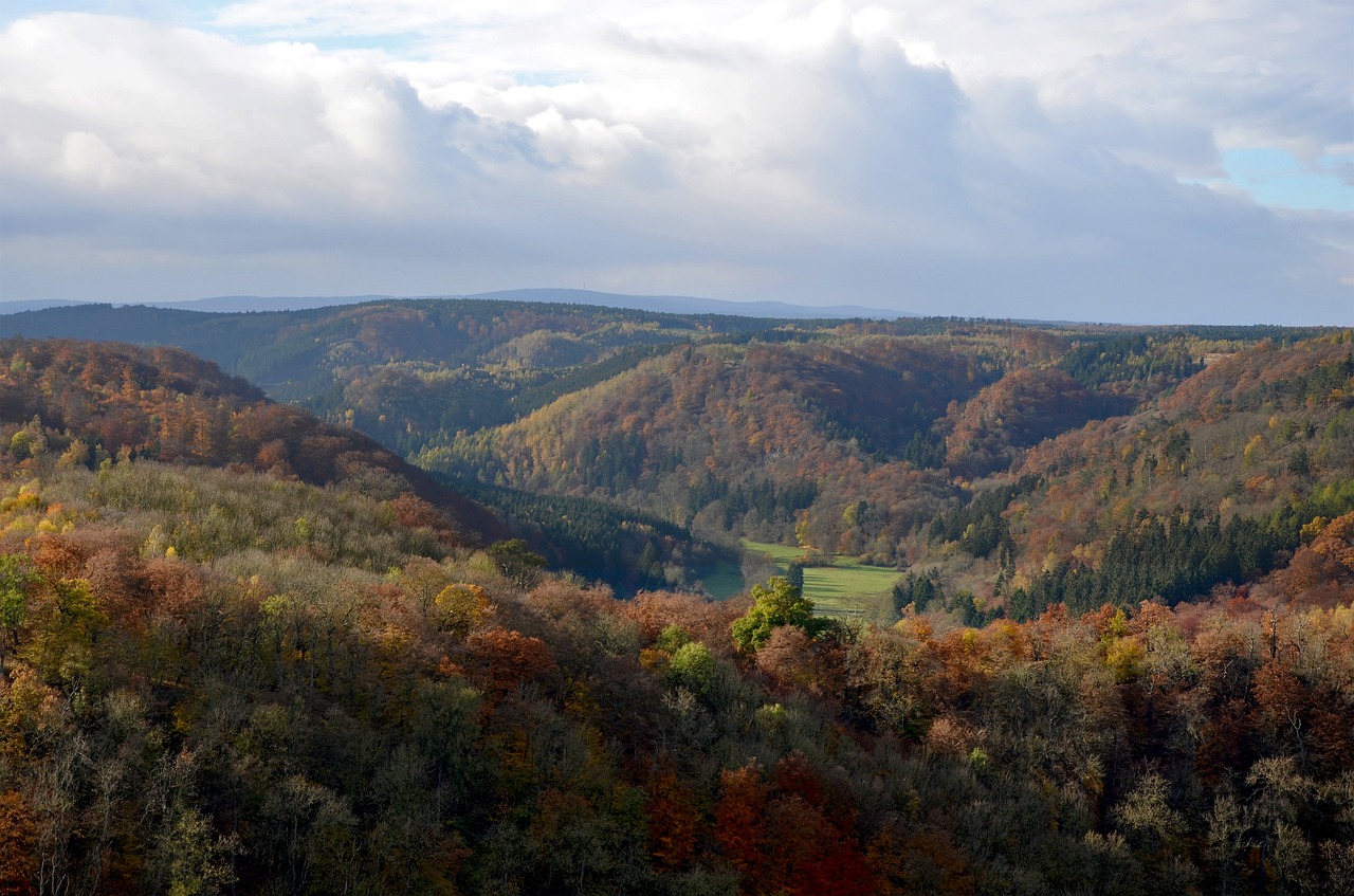 autumn forest resin free photo