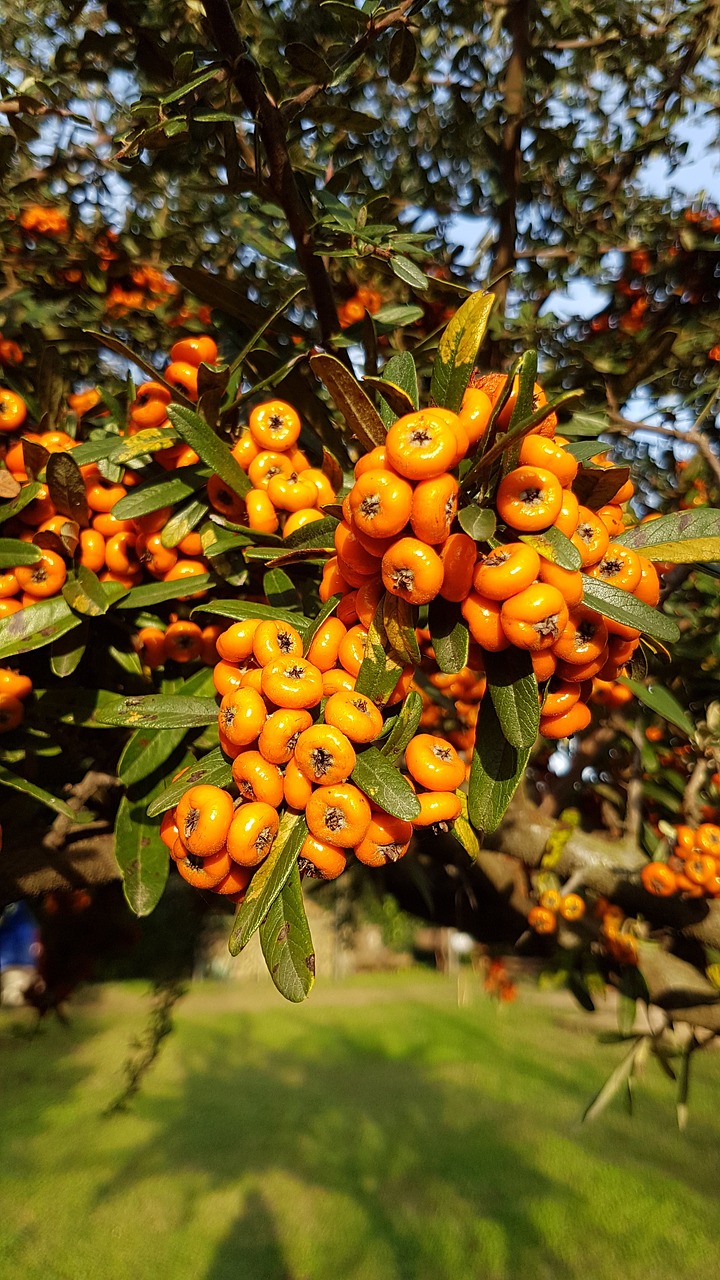 autumn tree berry free photo