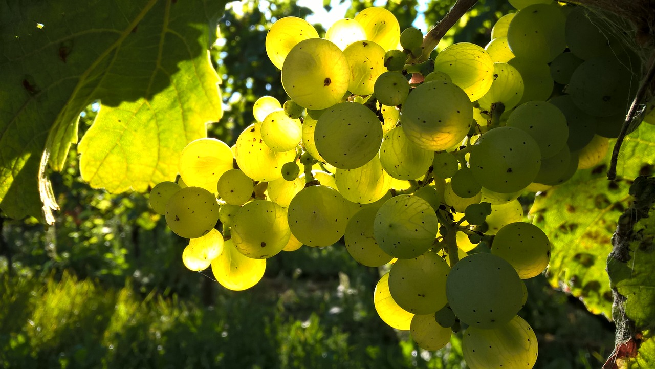 autumn grapes outdoors free photo