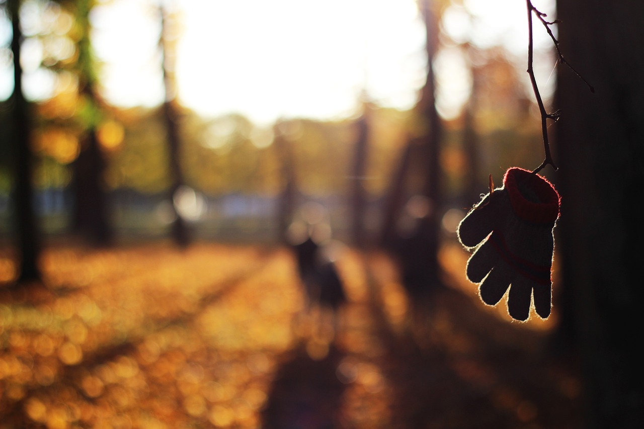 autumn blur close-up free photo