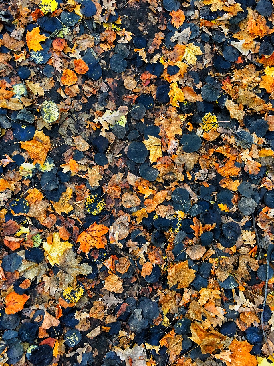 autumn autumn leaves background free photo