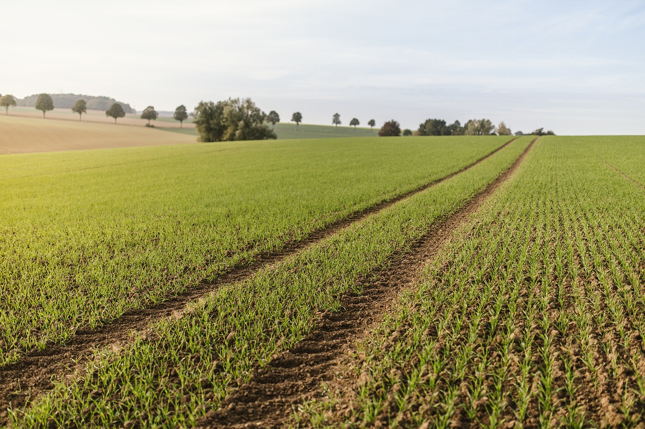 autumn blue field free photo