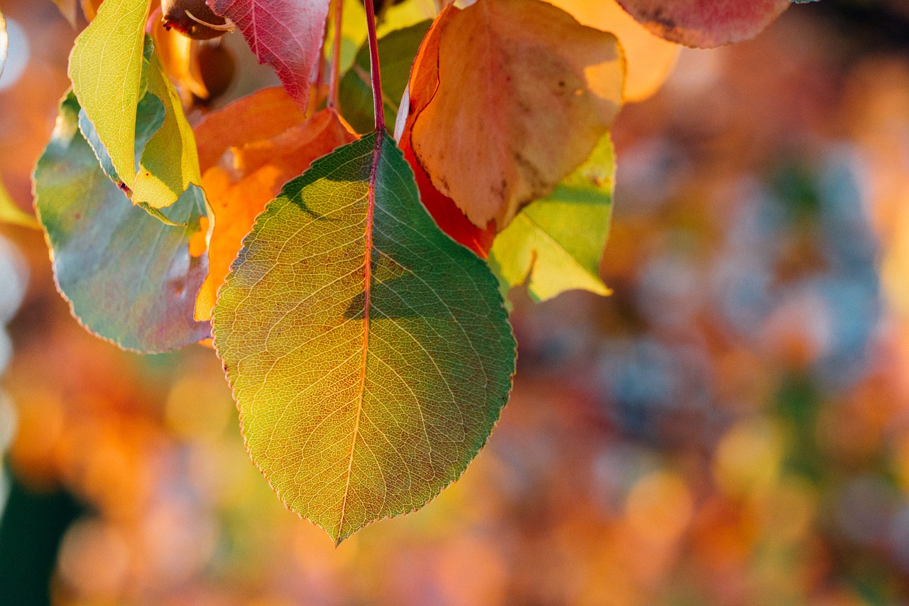 autumn close-up fall free photo