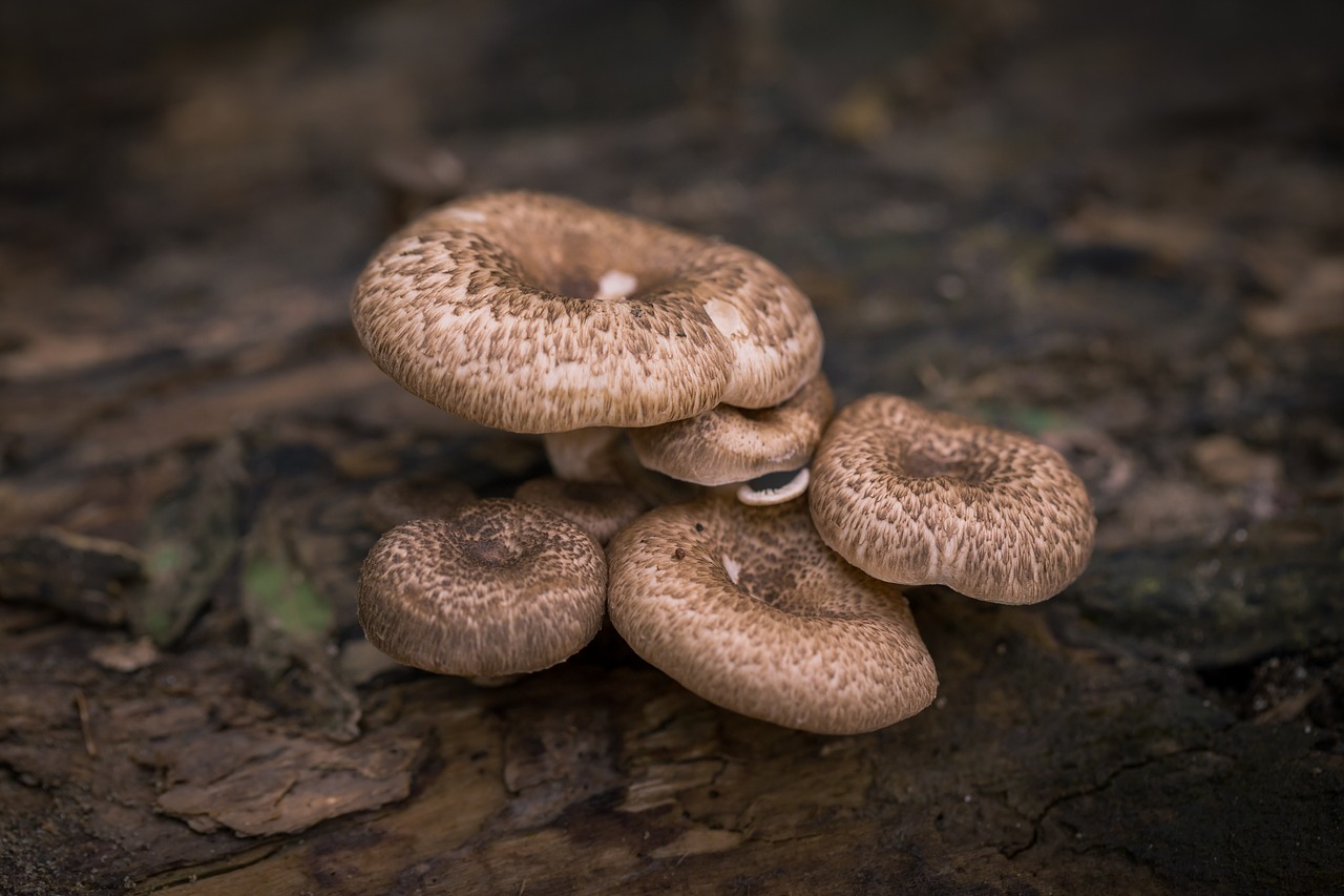 autumn macro mushrooms free photo