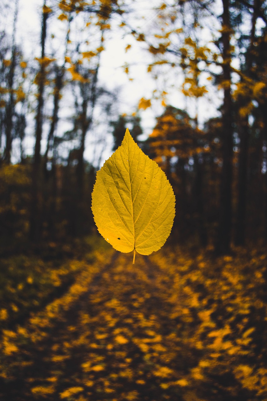 autumn autumn colours autumn leaf free photo