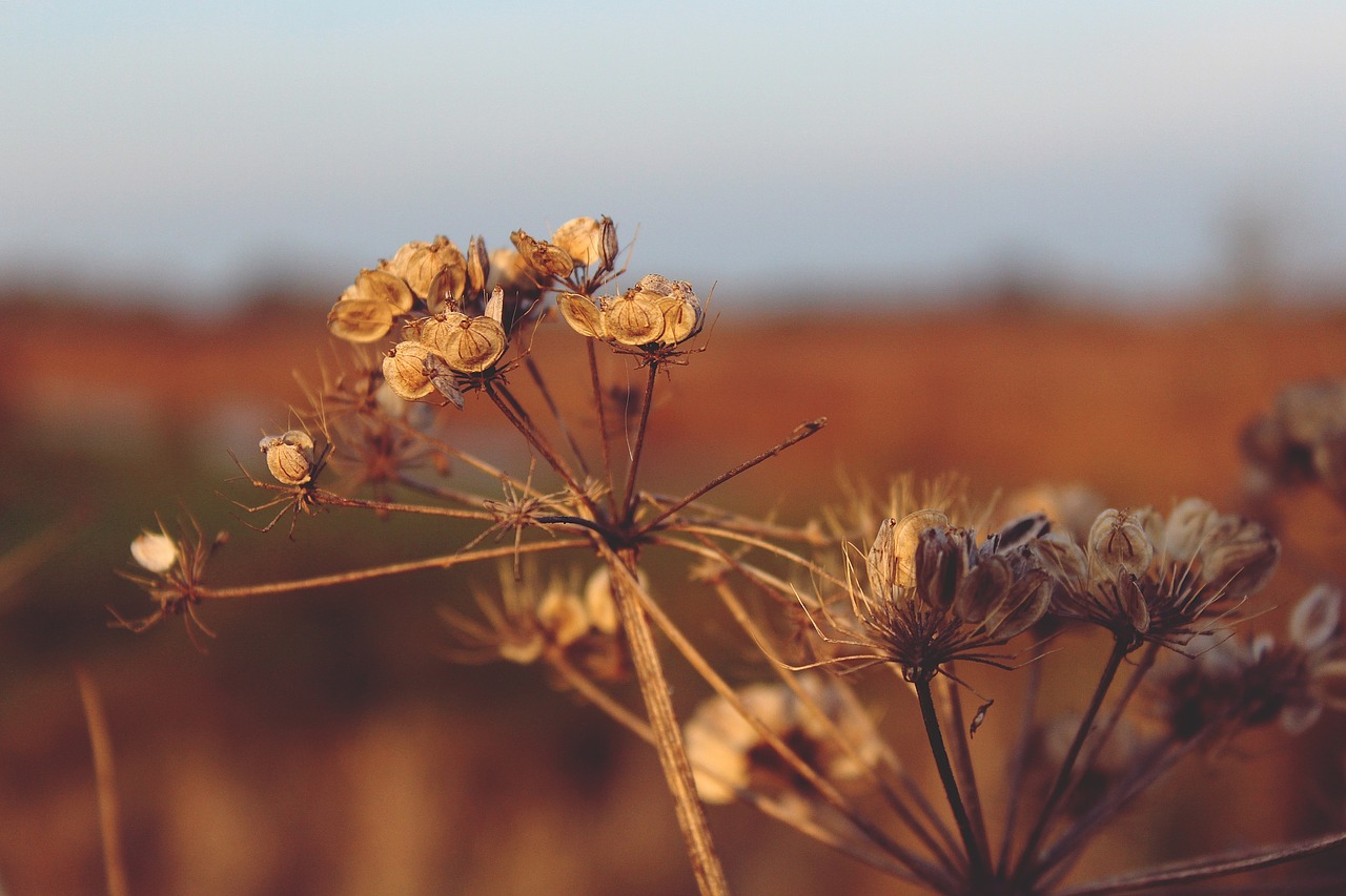 autumn time of year nature free photo