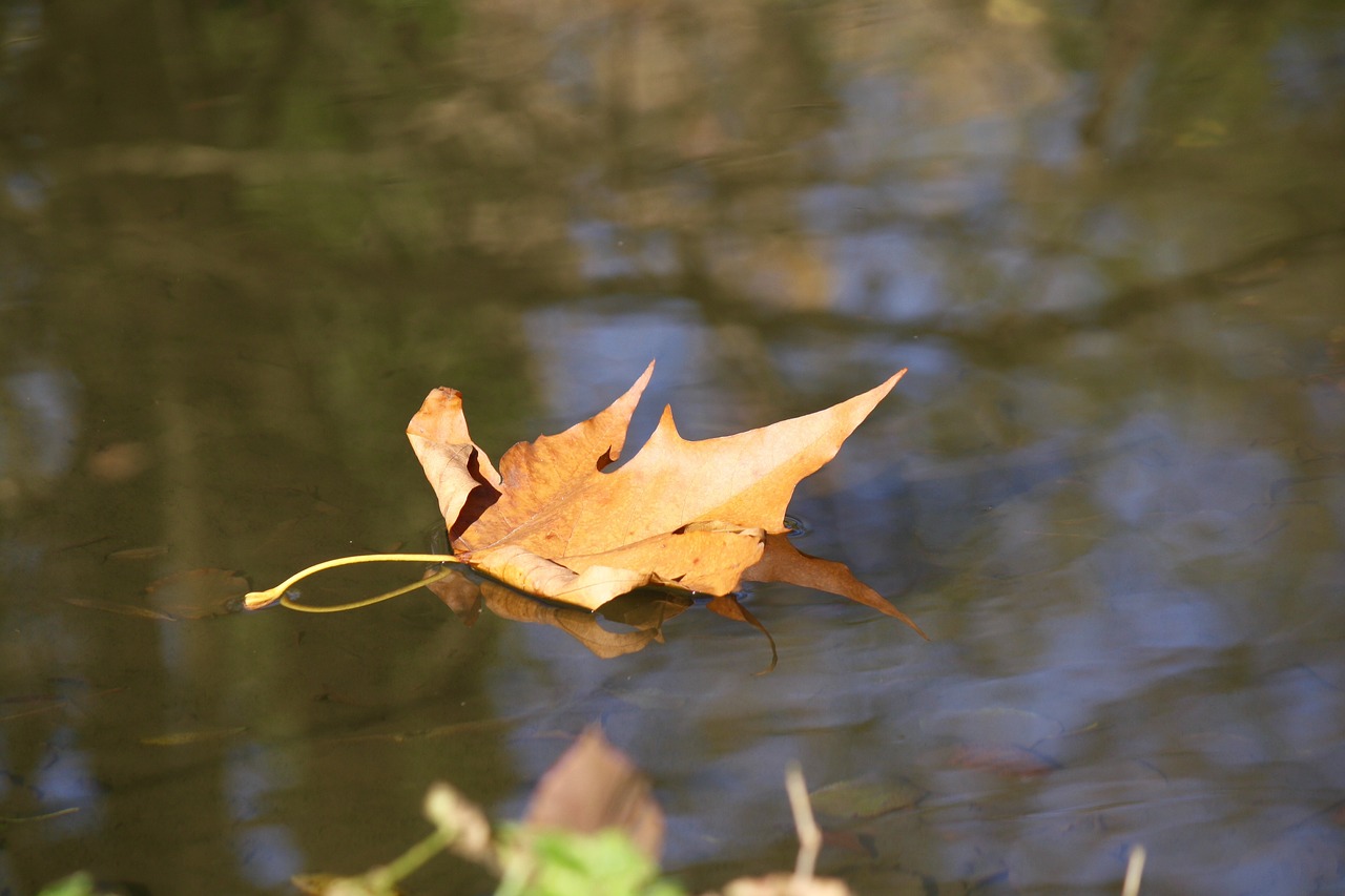 autumn river leaf free photo