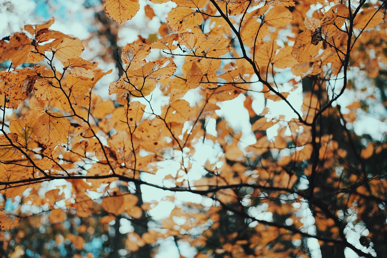 autumn branches fall free photo